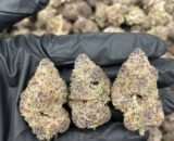 Trop Cherry Sativa strain