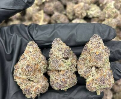 Trop Cherry Sativa strain