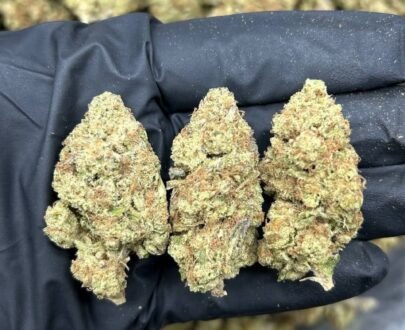 Close-up of Papaya Punch cannabis buds covered in trichomes, showing vibrant green, purple, and orange hues