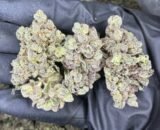 Close-up of a Watermelon strain cannabis flower with vibrant green, orange, and purple hues