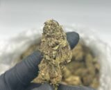 Close-up of Wedding Cake cannabis strain showing dense, frosty buds with hints of purple and orange hairs