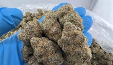 Close-up of Big Back cannabis strain featuring dense green buds with orange hairs and frosty trichomes.