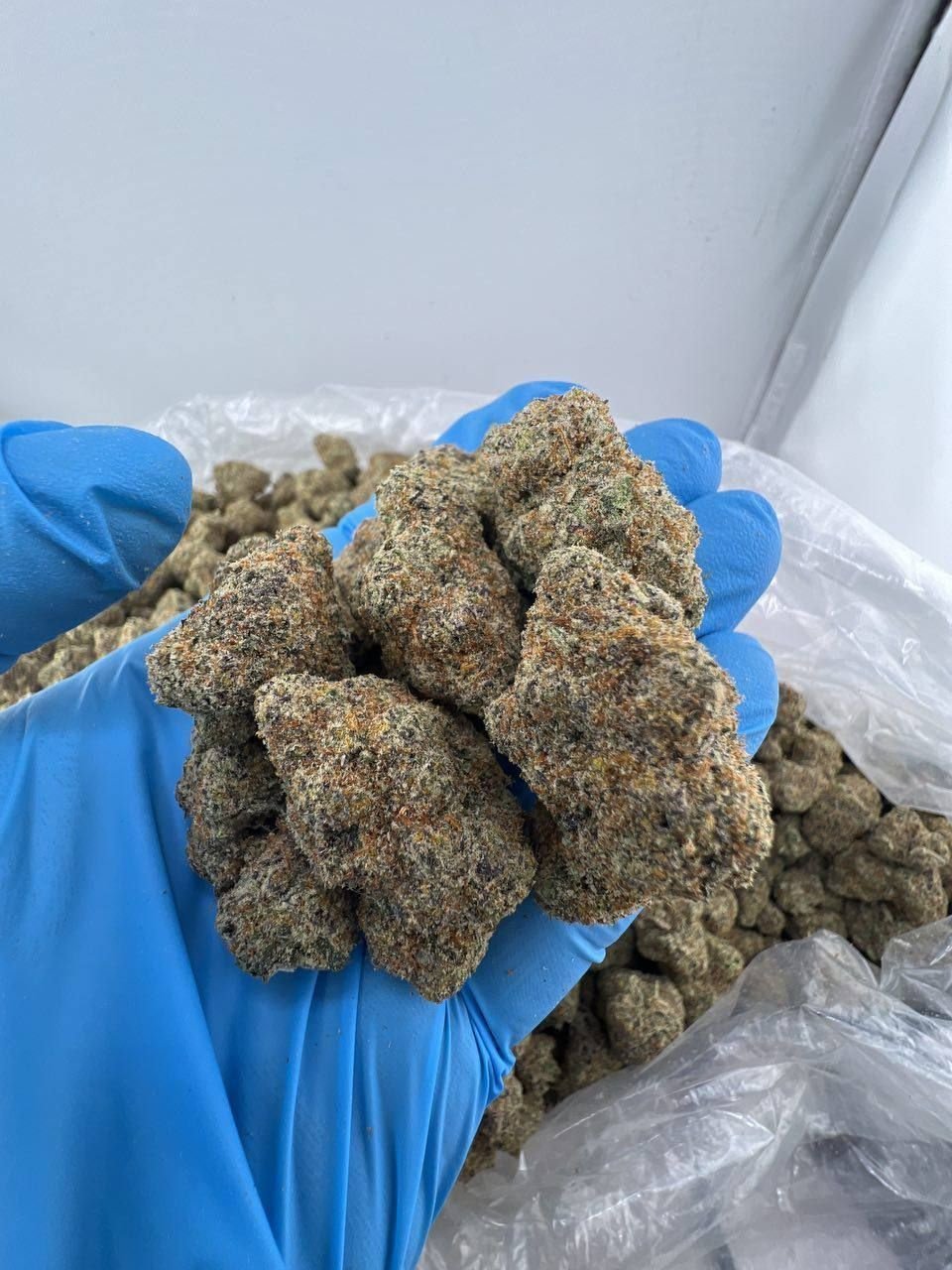 Close-up of Big Back cannabis strain featuring dense green buds with orange hairs and frosty trichomes.