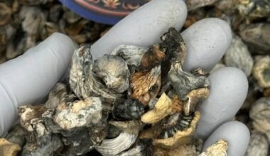 Penis Envy Shroom Smalls