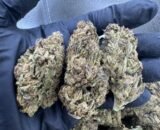 Close-up of SFV OG cannabis buds showing dense, frosty trichomes with orange hairs and green hues.