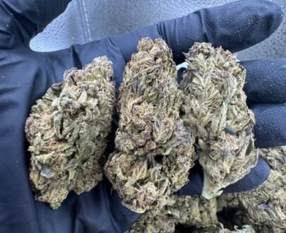 Close-up of SFV OG cannabis buds showing dense, frosty trichomes with orange hairs and green hues.