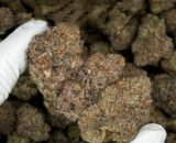 Sirius Black cannabis strain