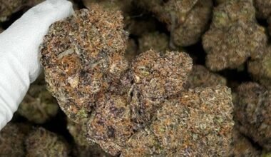 Sirius Black cannabis strain