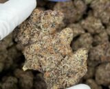 Close-up of Frozen Gelato cannabis strain with frosty trichomes, dense structure, and vibrant purple-green hues