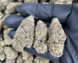 Close-up of Granddaddy Purple cannabis strain with dense purple buds, frosty trichomes, and orange pistils