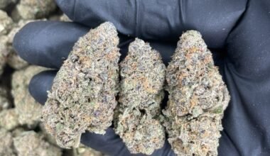 Close-up of Granddaddy Purple cannabis strain with dense purple buds, frosty trichomes, and orange pistils