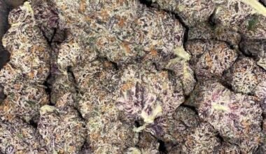 Close-up of White Cherry Runt cannabis buds with white trichomes and purple hues